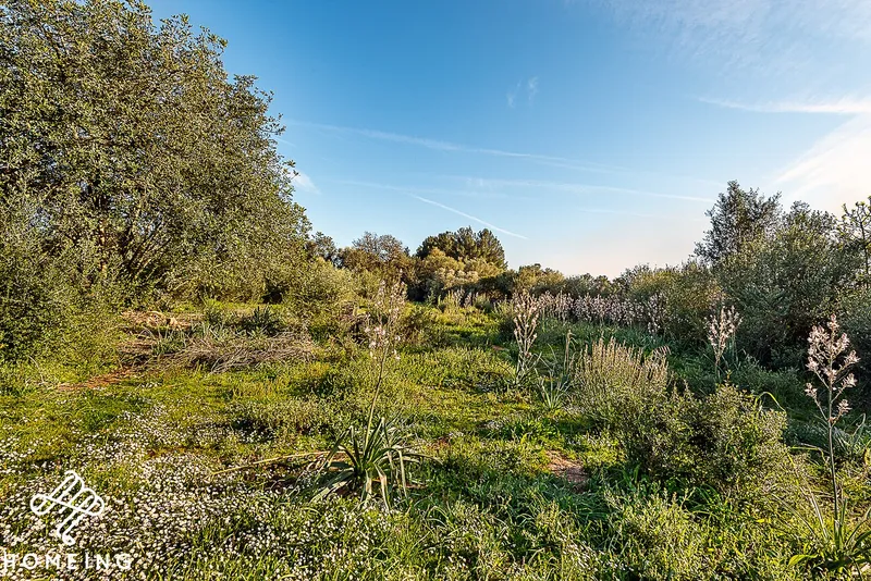 Rustic finca with house in Algaida — photo 9