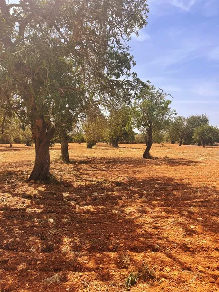 Large Country Estate to reform in Llucmajor — photo 1