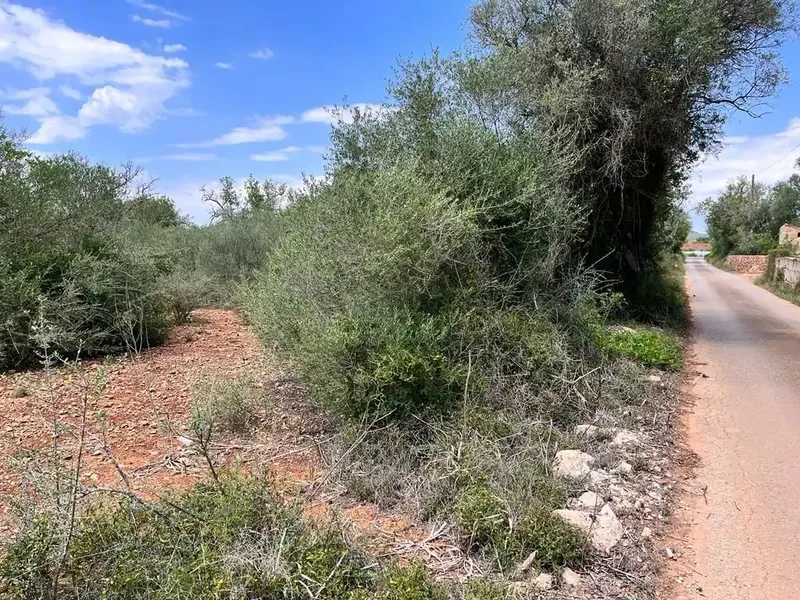 Llucmajor, 7,900 m² plot, very easy access, asphalted road, ideal for weekends. Plot with lots of garrigue. Ref. 3748 [IW] — photo 6