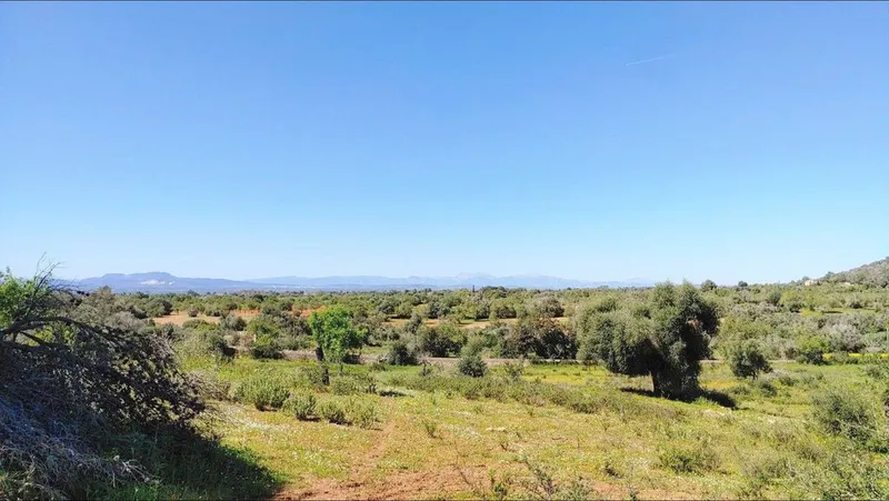 Land in Felanitx, Province of Balearic Islands — photo 6