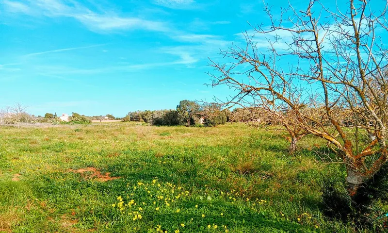 Large Country Plot near Campos — photo 5