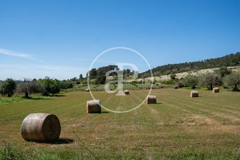 Land in Montuïri, Province of Balearic Islands — photo 3