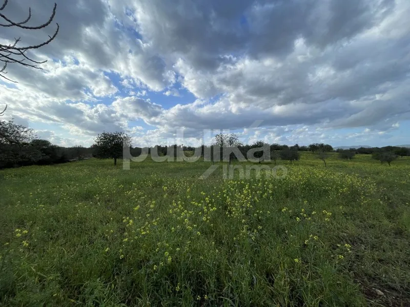 Rural or Farmhouse in Manacor, Province of Balearic Islands — photo 4