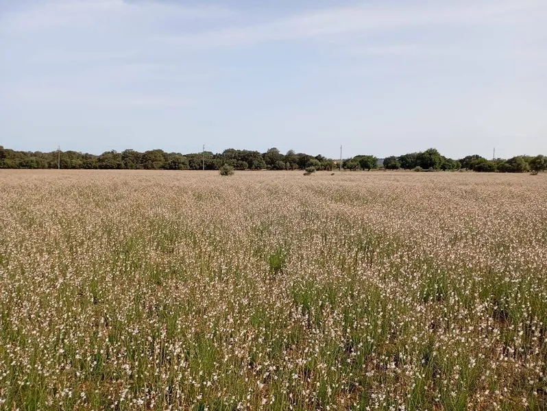 Land in sa Pobla, Province of Balearic Islands — photo 2