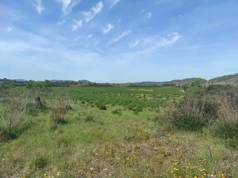For Sale: Magnificent Estate of 24,800m2 with Project for a 350m2 Single-Family Home in Sineu — photo 5