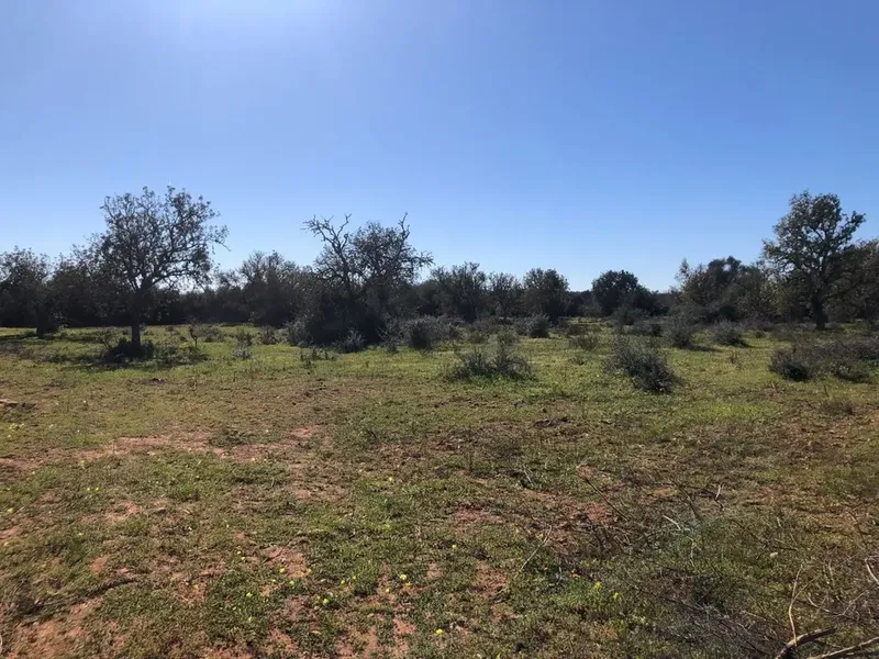 Land in Porreres, Mallorca — photo 7
