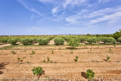Finca in Campos, Mallorca — photo 12