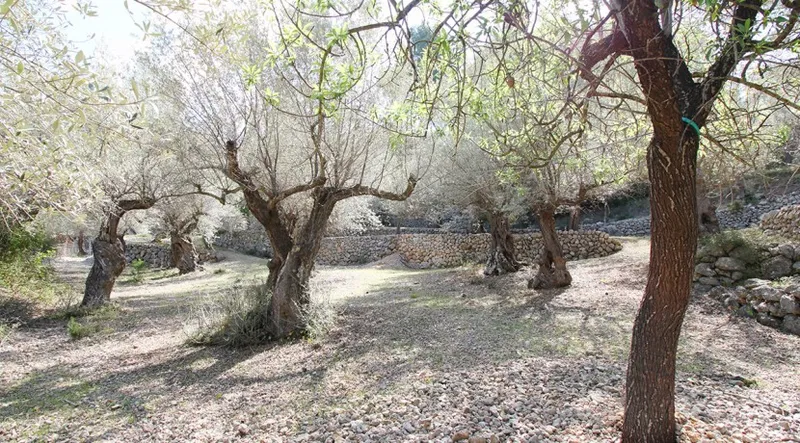 Reduced!!! Olive grove with stunning views of the Port of Sóller — photo 4