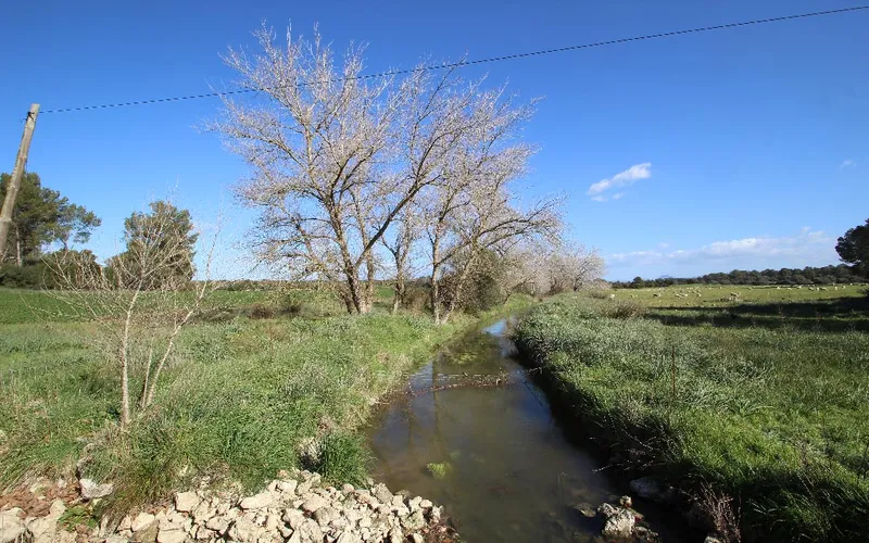 Country land with urban planning license to build house with pool, Maria de la Salut — photo 5