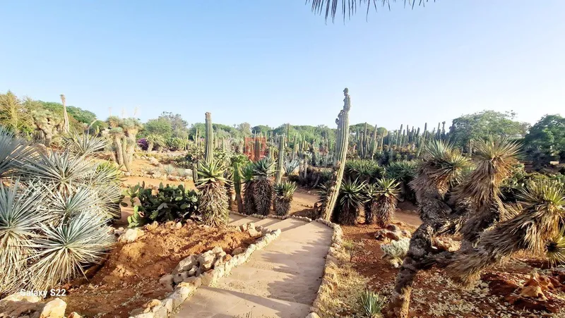 Plot for sale – Ses Salines (Mallorca) — photo 8