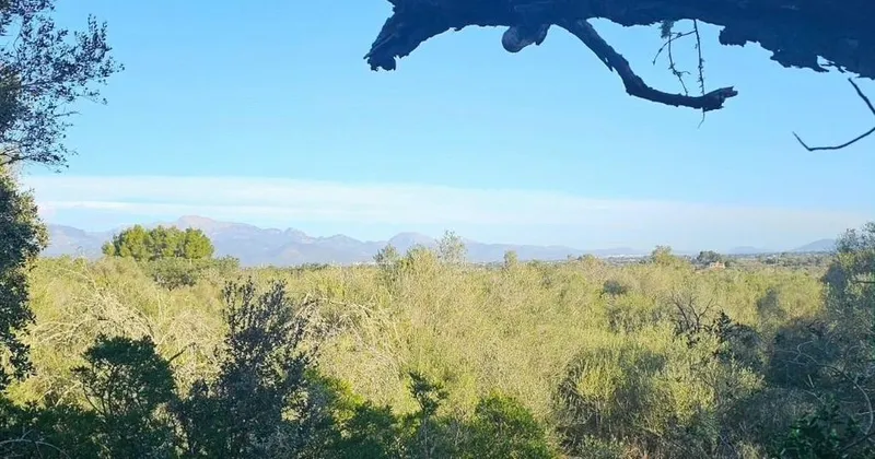 Land in Santa Eugènia, Province of Balearic Islands — photo 3