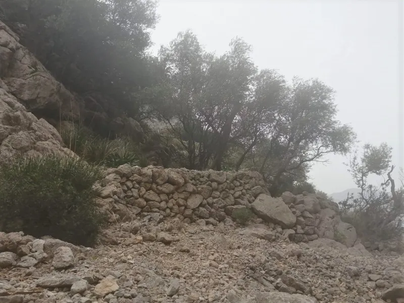 Olive grove in Barranc de Biniaraix — photo 12