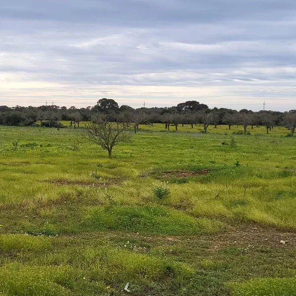 Land in Llucmajor, Province of Balearic Islands — photo 11
