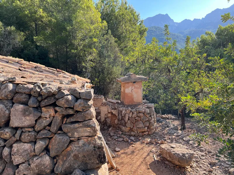 Sunny olive grove in Fornalutx — photo 10