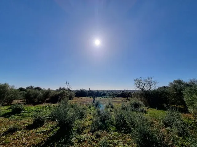 Plot with building licence for newbuilt finca with mountain views in Cas Concos, Felanitx for sale, Mallorca — photo 5