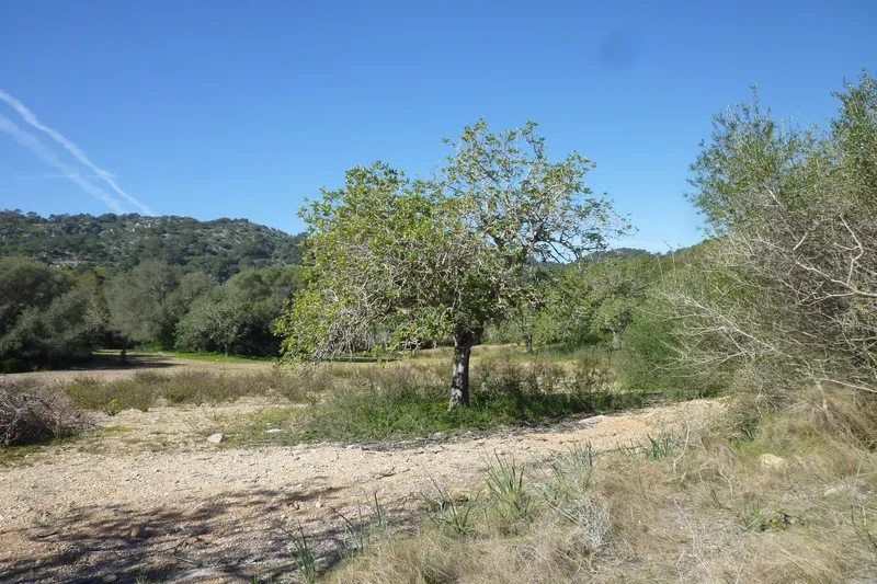 Large building plot for finca project in a quiet location near Son Macià — photo 1