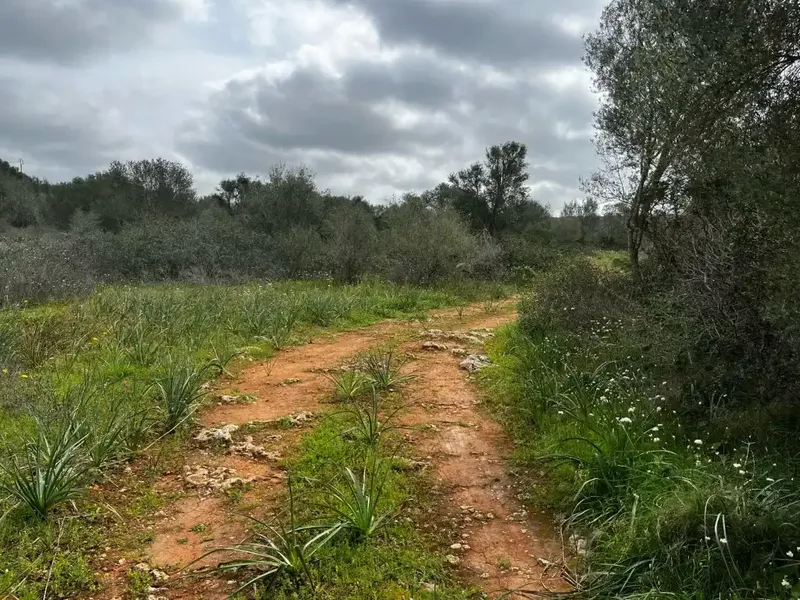 If you dream of building a unique home in a privileged natural environment, this spectacular rustic estate in the Son Trompa area is — photo 1