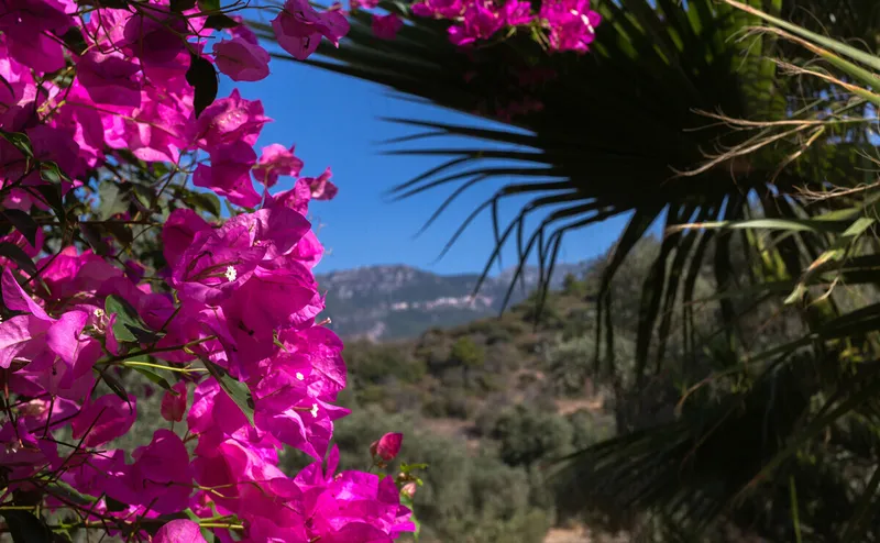Spectacular Country House with Pool in Sóller — photo 2