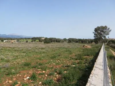 Rural land - Sineu (Llubi), plot surface 17000 m² — photo 2