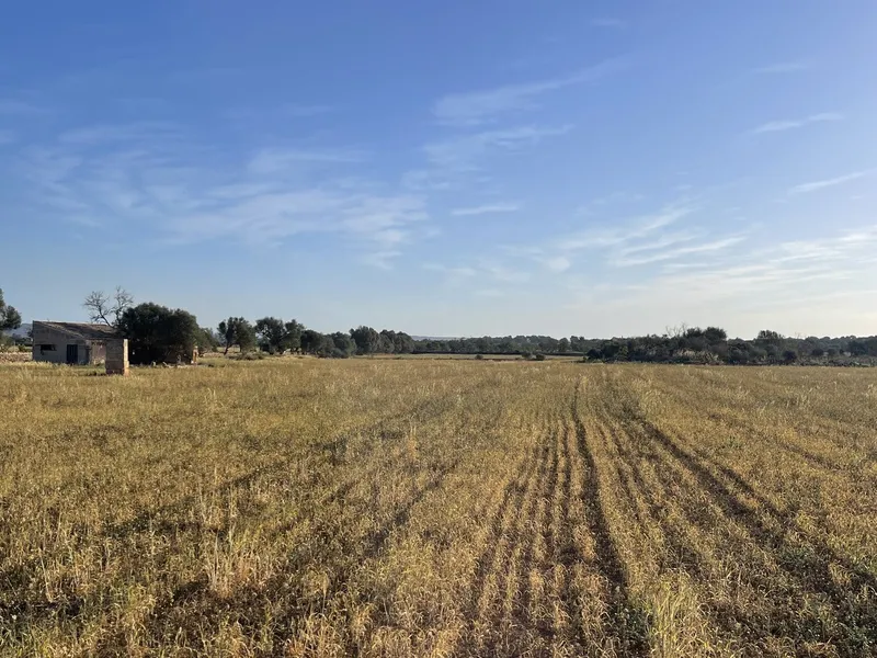 Plot Between Campos and Sa Rapita — photo 8