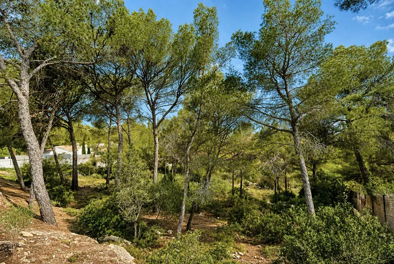 Magnificent Frontline Golf Plot in Nova Santa Ponsa More — photo 4