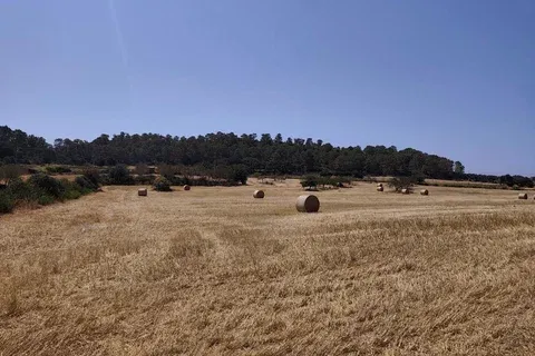 Land in Porreres, Mallorca — photo 8