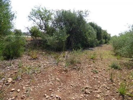 Rural Land - Llucmajor (Llucmajor (Campo)), Plot Surface 7965m² — photo 3