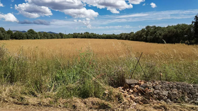 Unique plot of over 17,000 m² – Build your project in Mallorca — photo 5