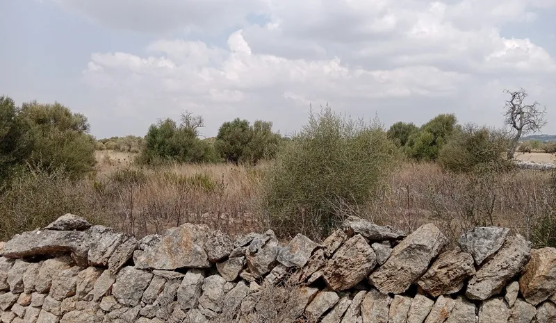 Mallorca 41k m² Estate with Approved Plans in Santanyi: Complete Package — photo 8