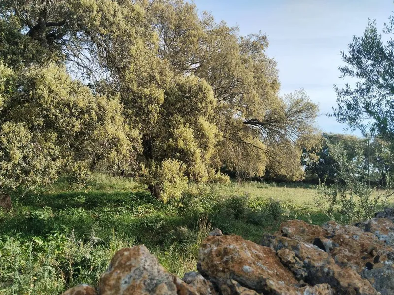 Land in Felanitx, Province of Balearic Islands — photo 9