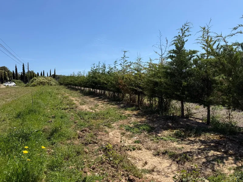 Rustic finca with project and building permits — photo 10