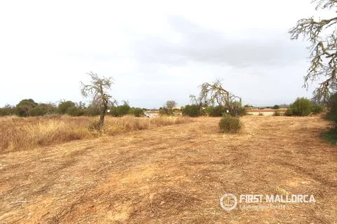Land in Campos, Mallorca — photo 4