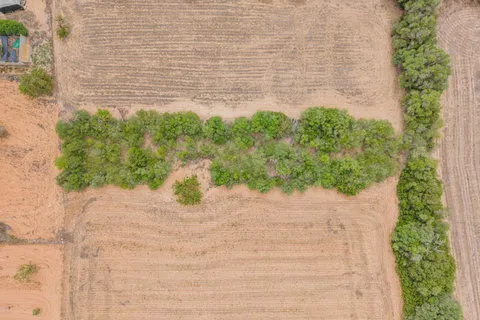 Land in Porreres, Mallorca — photo 11
