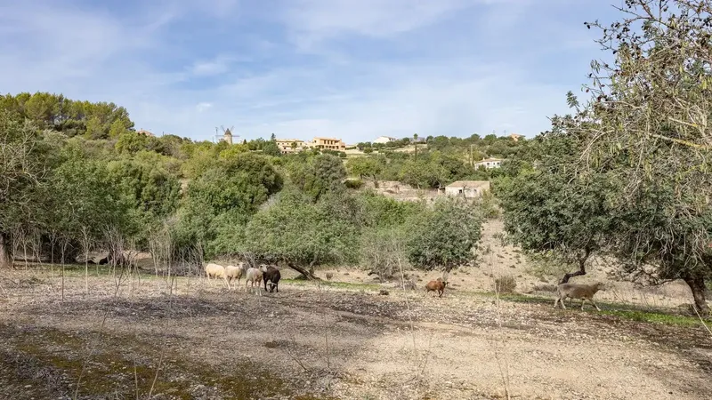Nestled in the picturesque hill landscape of the Serra de Tramuntana, this 16,000 m2 finca is located near the village — photo 2