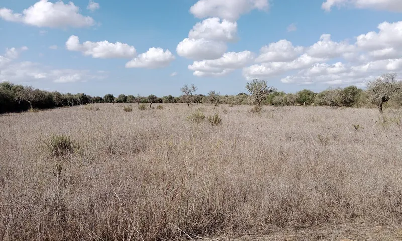 Rustic Land near Campos — photo 3