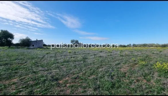 Country House in Llucmajor — photo 6