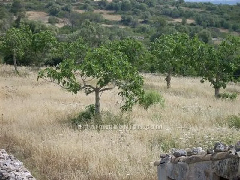 Countryhomes to restore / Santa Margalida — photo 1