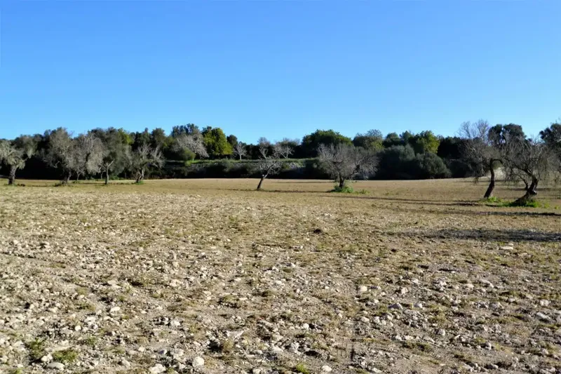 Plot of more than 25000 m2 in Llubí — photo 11