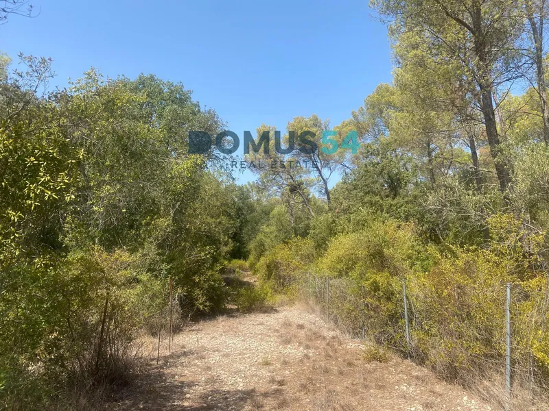Non-building rural land in Alcudia. Holm oak forest. — photo 10