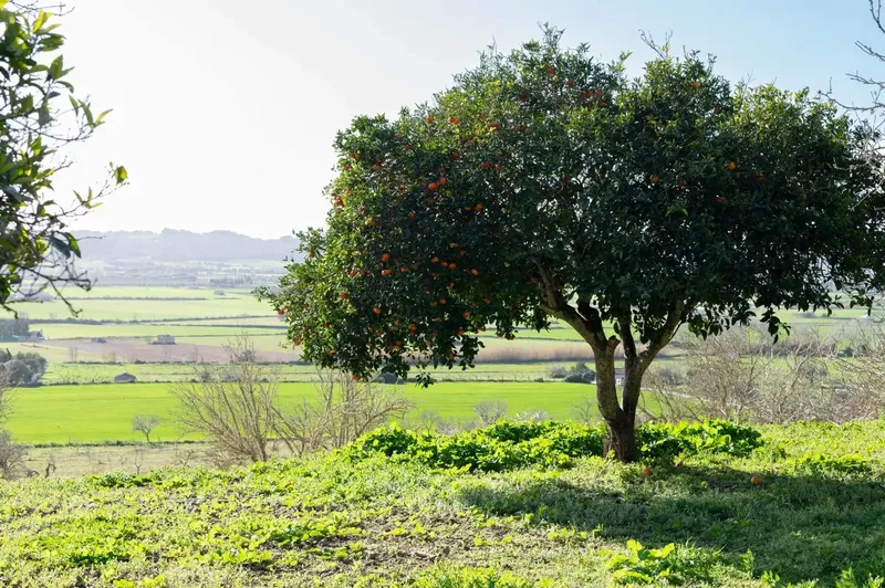 Don't miss the opportunity to visit one of the most outstanding estates in the municipality of Sineu. This property extends over approximately — photo 12