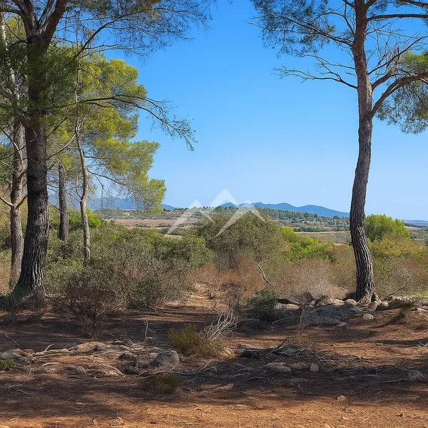 57,000 m2 plot with house project with pool in Manacor — photo 10