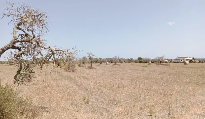 Stunning rustic land with planning project near Campos, Mallorca — photo 3