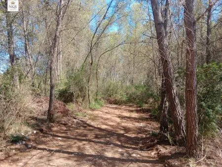 Rural Land - Costitx (S'arisal), Plot Surface 8000m², Distance to the sea 25 Km. — photo 6