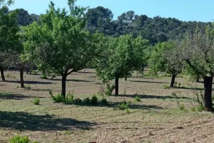 Rustic Plot between Porreres – Montuiri — T 19 VK CM — photo 1