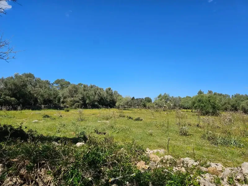 Unique opportunity to acquire a large rustic estate in the tranquil municipality of Costitx, in the heart of Mallorca. — photo 6