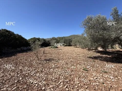 Rustic Finca with Centenary Olive Trees and Total Privacy in a Privileged Natural Setting in Capdepera — photo 1