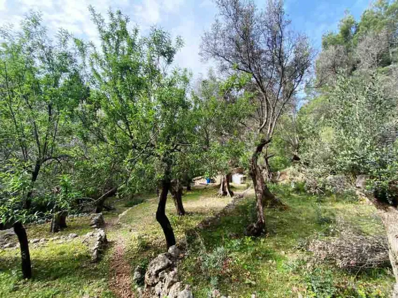 Nice olive grove with porch in Fornalutx — photo 5