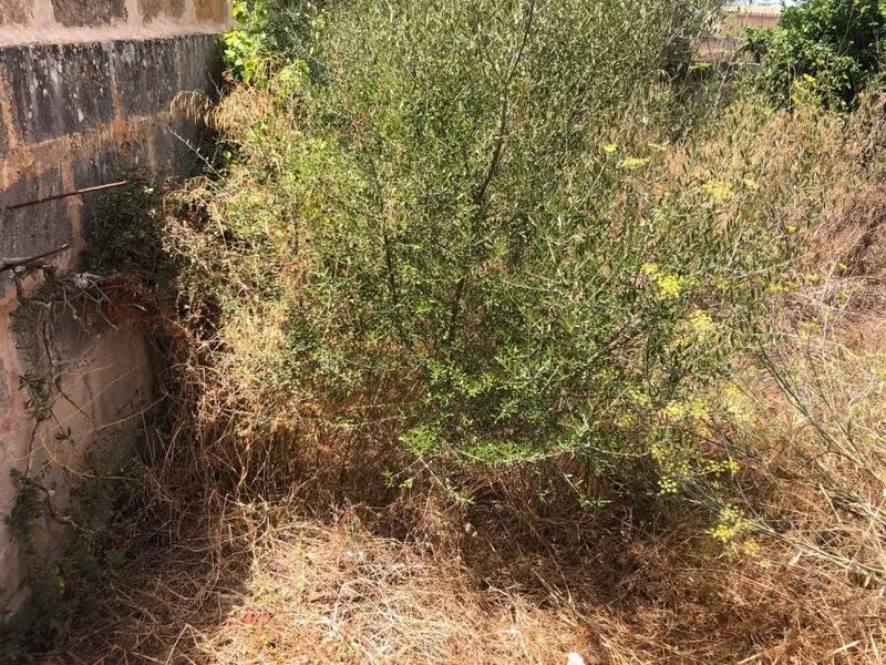Central plot of approximately 277m2 in Ses Salines — photo 1