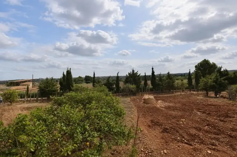 Finca rústica edificable con vistas a la Serra de Tramuntana – Muro. — photo 9