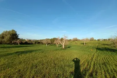 Building land for sale in Manacor — photo 1